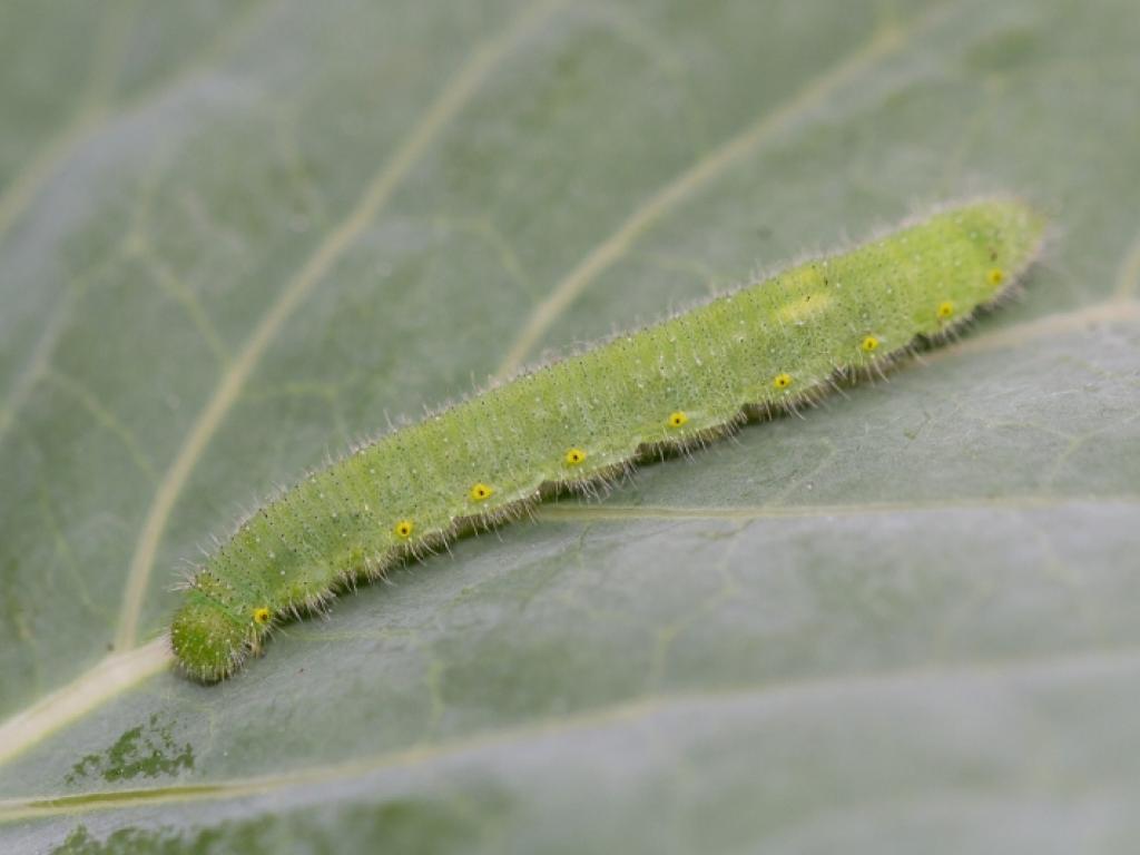 Green-veined White (caterpillar) - Peter Eeles