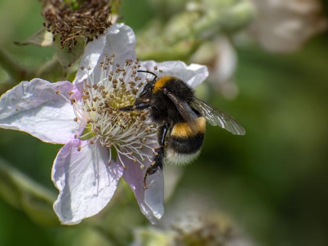 White-tailed bumblebee - Clive Elliston