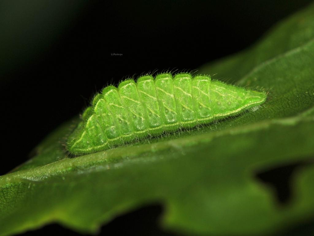 Brown Hairstreak (caterpillar) - Ervin Szombathelyi