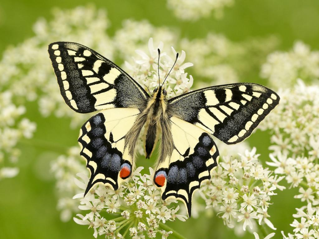 Swallowtail (upperwing) - Iain Leach