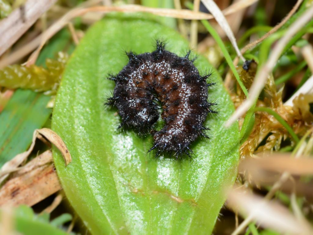 Marsh Fritillary (caterpillar) - Andrew Cooper
