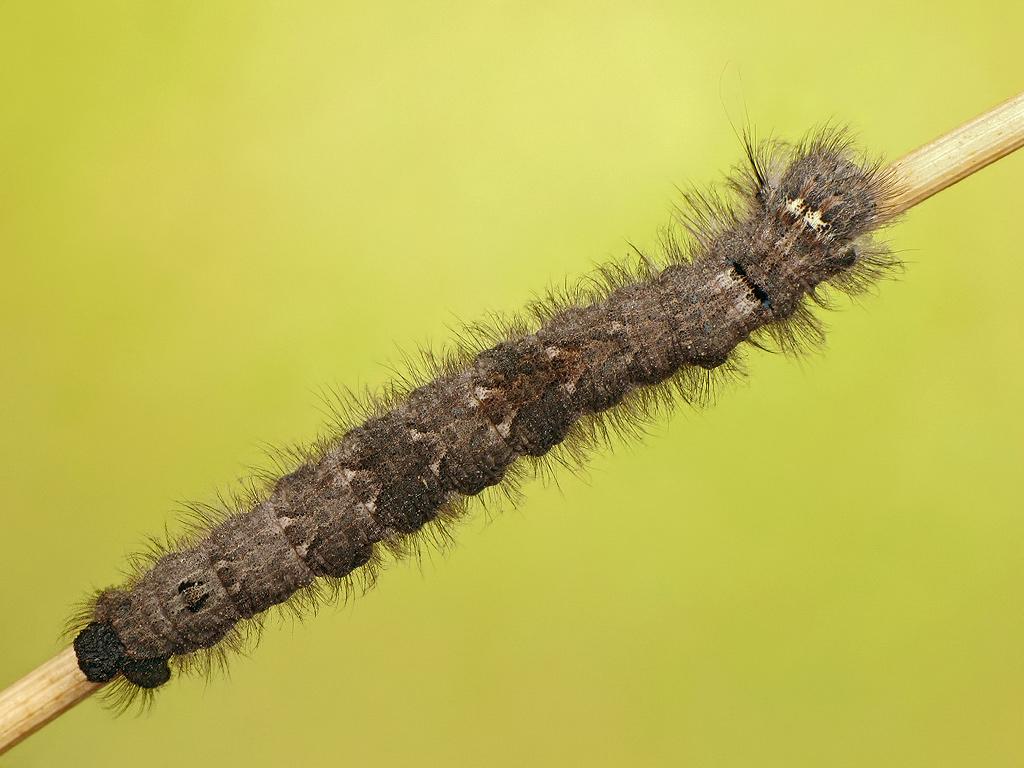 Lappet (caterpillar) - Ryszard Szczygieł