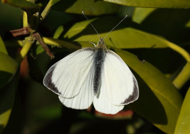 Large White (male/upperwing) - Dean Morley