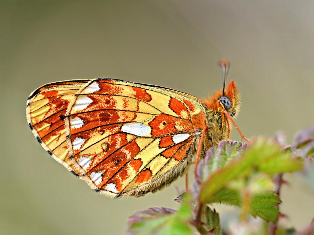 Pearl-bordered Fritillary (freshly emerged adult) -Andrew Cooper