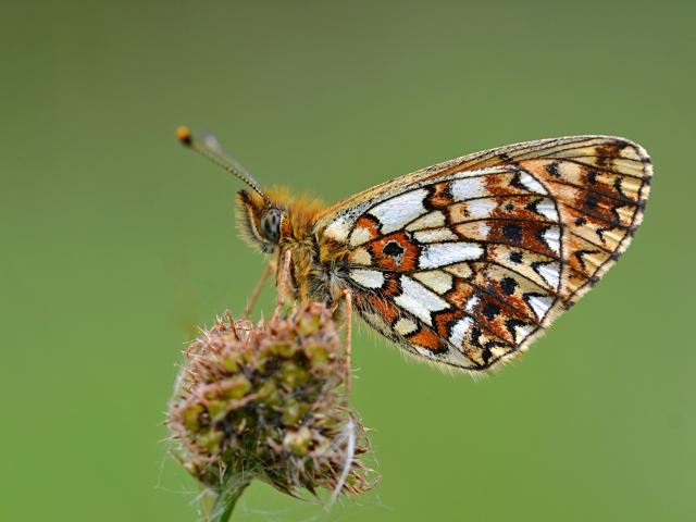 Small Pearl-bordered Fritillary (underwing) by Andrew Cooper