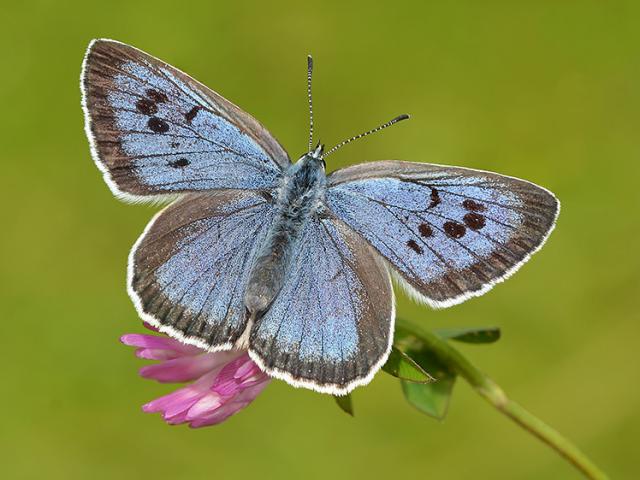Large Blue (upperside) - Pete Withers