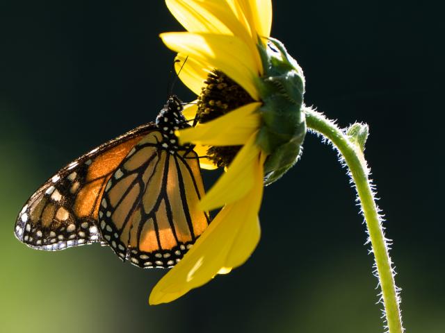 Migratory Monarch Butterfly, Joe Schelling 2