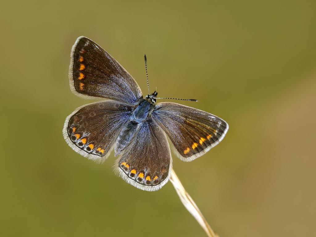 Common Blue (female/upperwing) - Iain Leach