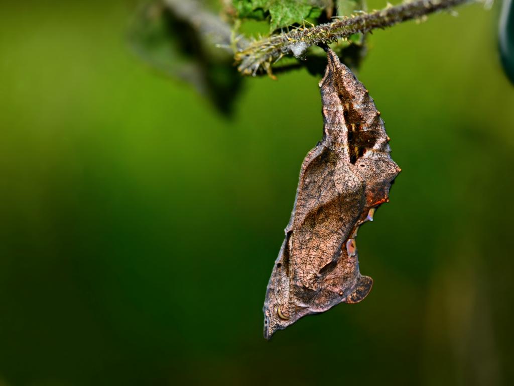 Comma (pupa) by Andrew Cooper