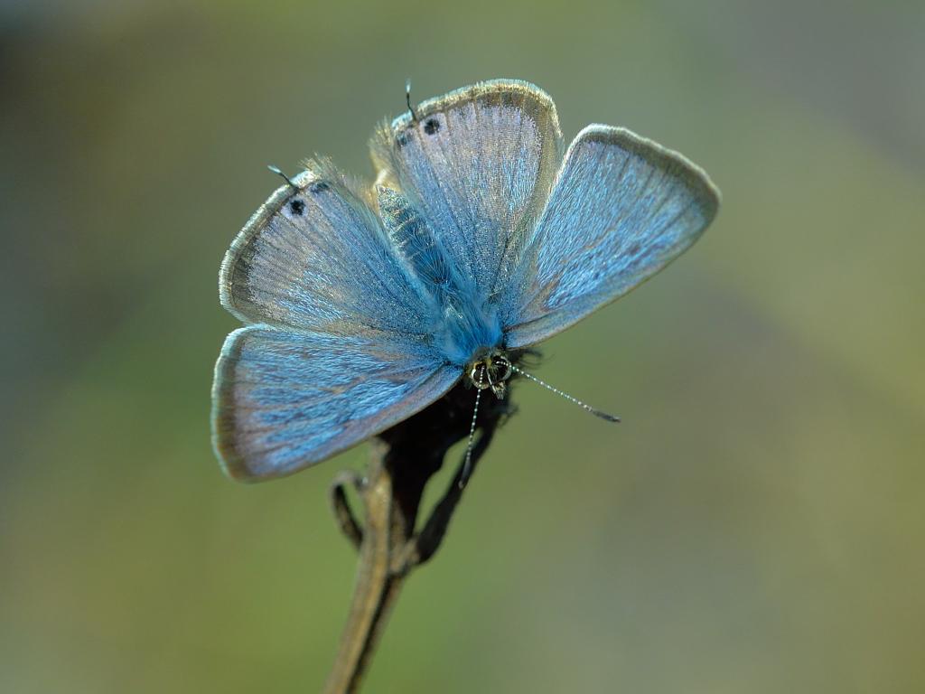 Long-tailed Blue (male/upperwing) - Bob Eade