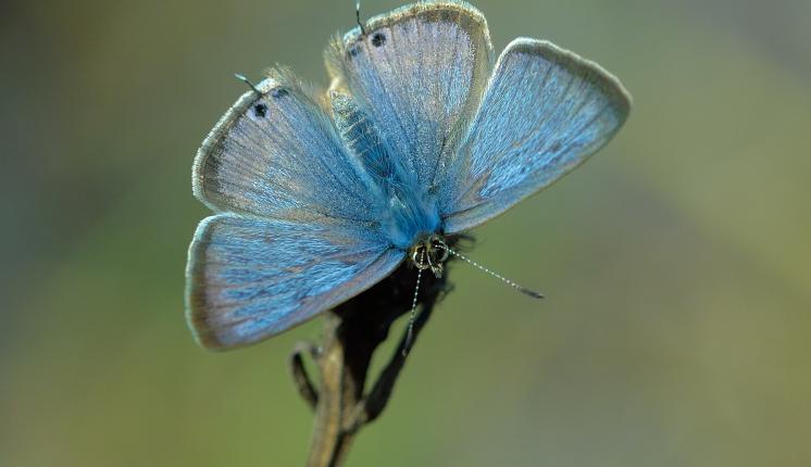 Long-tailed Blue (male/upperwing) - Bob Eade