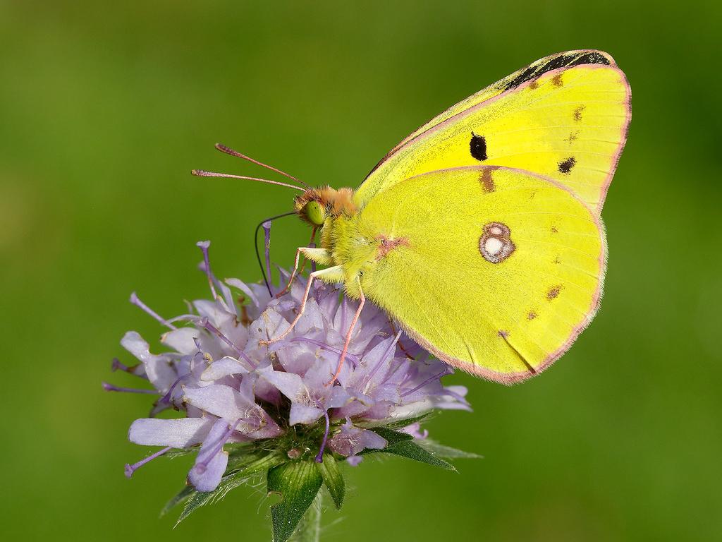 Clouded Yellow (underwing) - Iain Leach