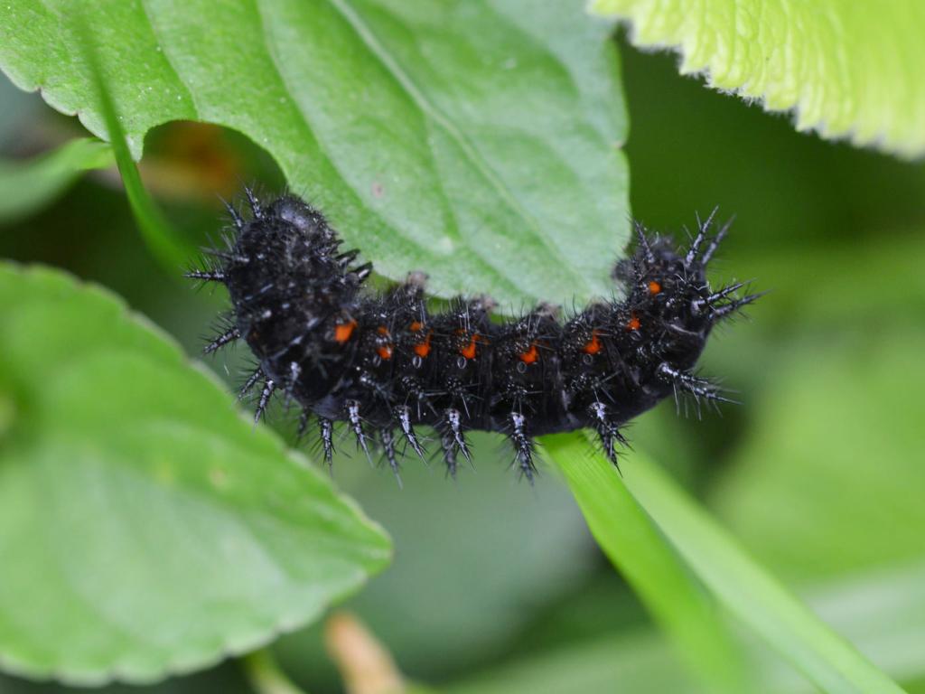 Dark Green Fritillary (caterpillar) - Andrew Cooper