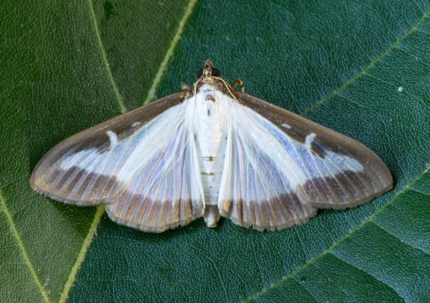 Box-tree moth - Koen Thonissen
