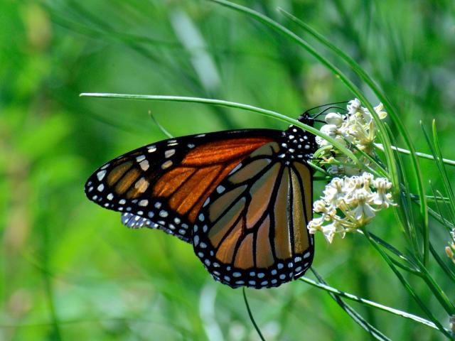 Migratory Monarch Butterfly, Joe Schelling 3
