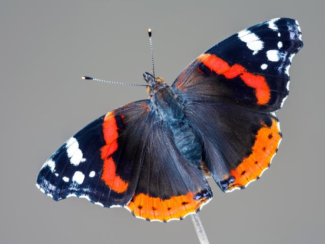 Red Admiral (upperwing) by Adam Gor