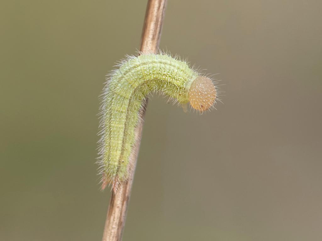Marbled White (young caterpillar) - Bob Eade