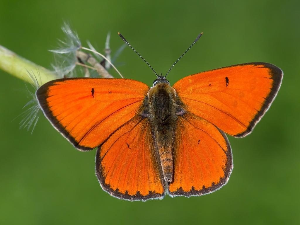 Large Copper (male/upperwing) - Tamás Nestor