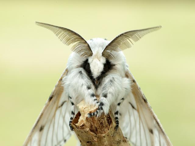 Puss moth - Iain Leach