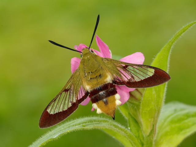 Broad-bordered Bee Hawk-moth - Iain Leach