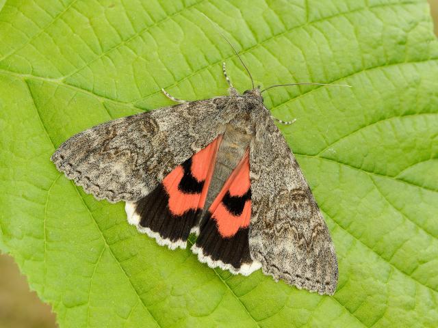 Red Underwing - Iain Leach