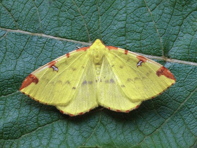 Brimstone moth - Patrick Clement