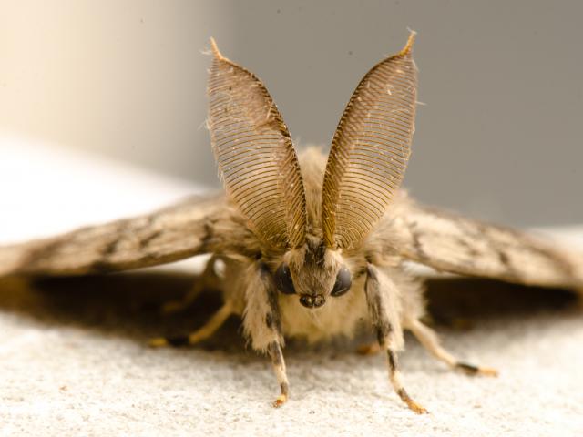 Gypsy Moth (male) - Koen Thonissen