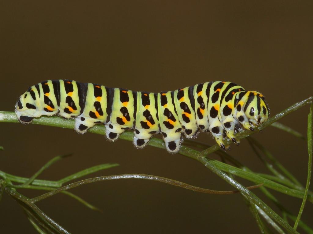 Swallowtail (caterpillar) - Dean Morley