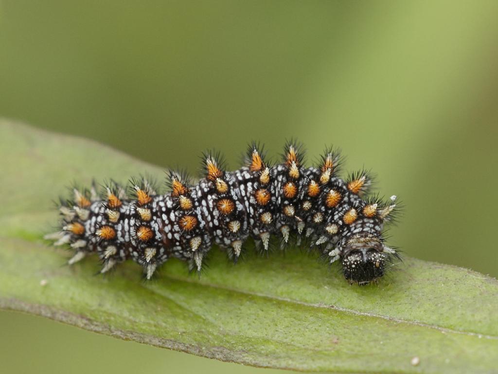 Heath Fritillary (caterpillar) - Iain Leach