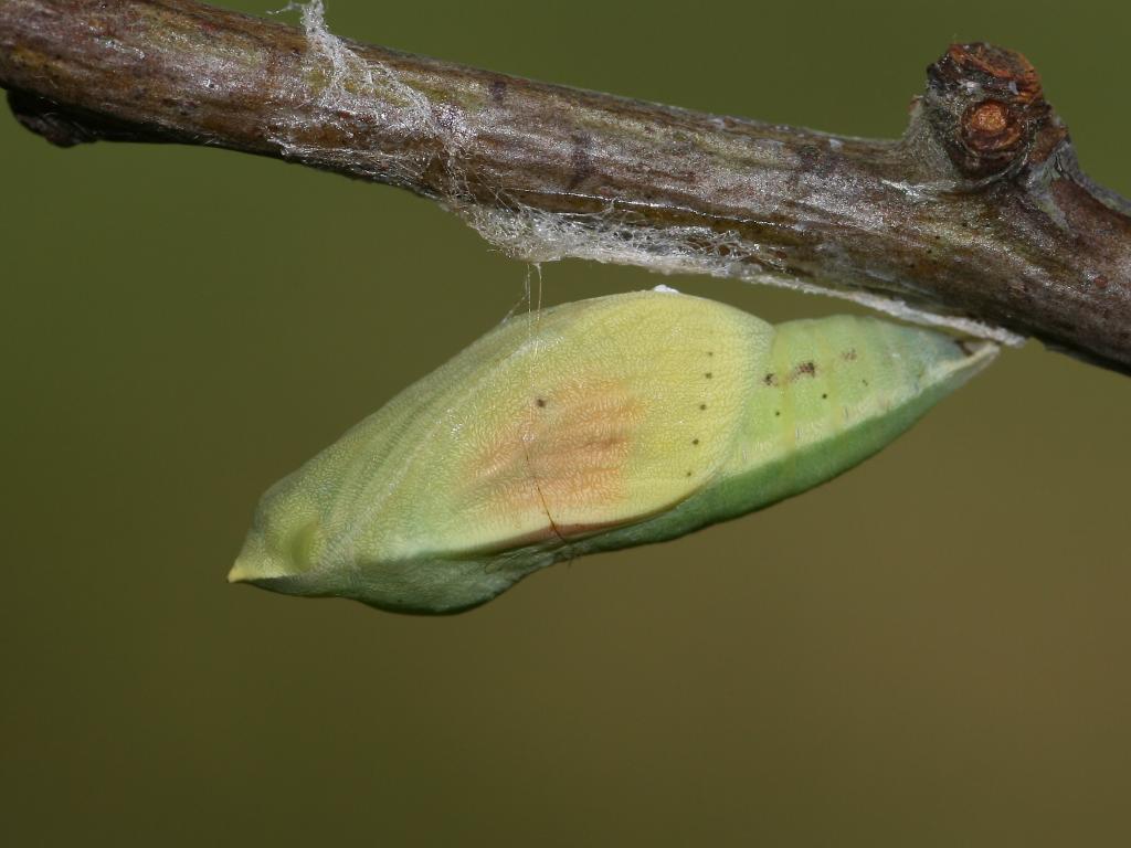 Clouded Yellow (pupa) - Dean Morley