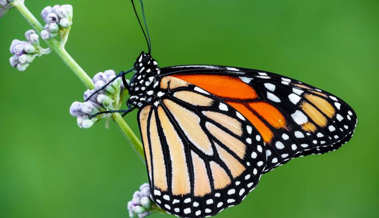 Monarch (female/underwing) - Adam Gor