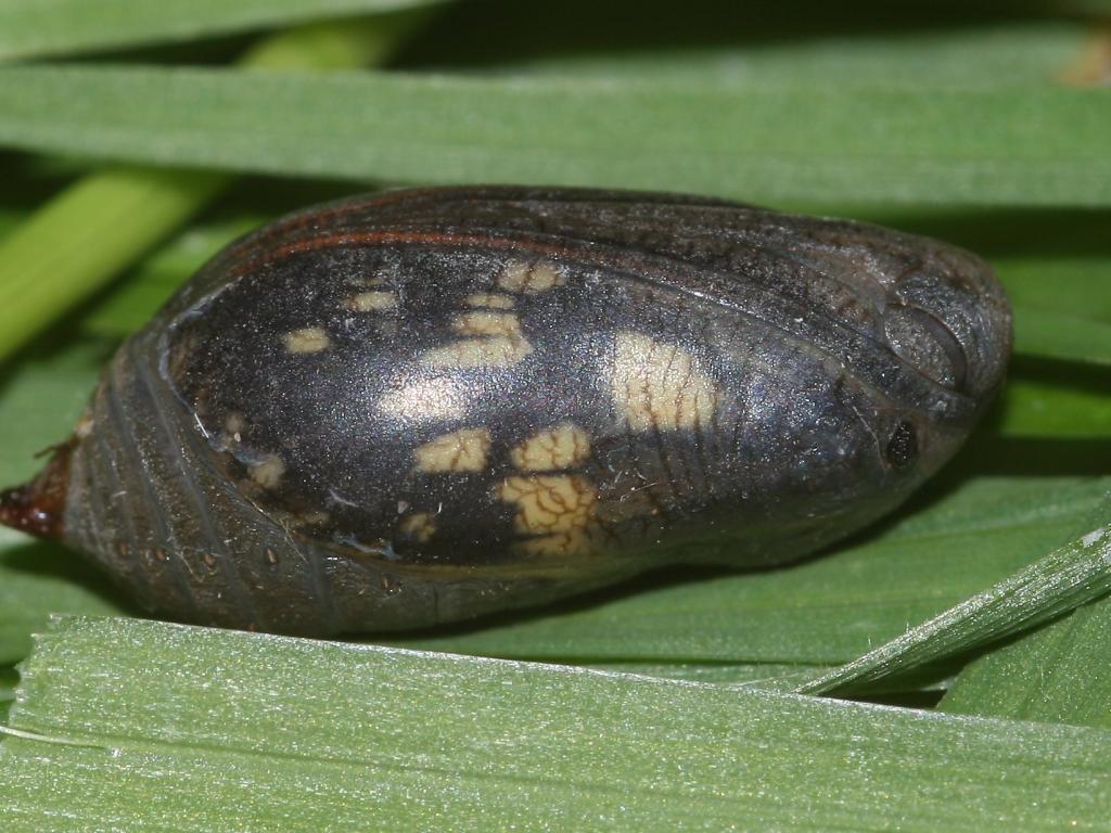 Marbled White (pupa/fully developed) - Dean Morley