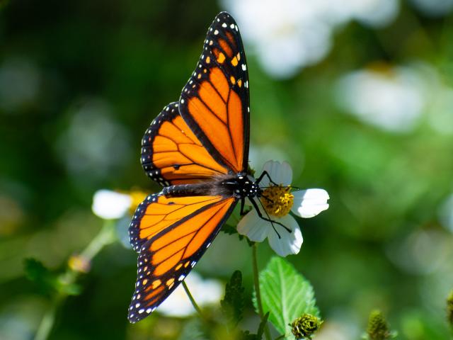 Migratory Monarch Butterfly, Joe Schelling