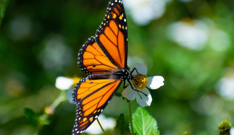 Migratory Monarch Butterfly, Joe Schelling