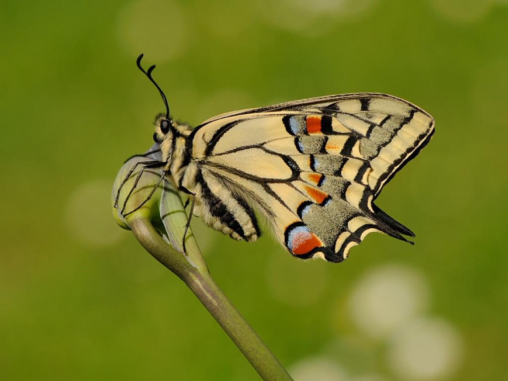 Swallowtail (underwing) - Pete Withers