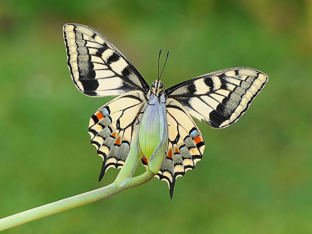 Swallowtail (underwing) - Pete Withers
