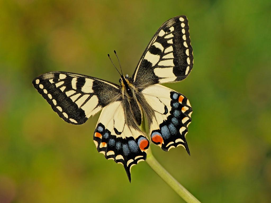 Swallowtail (upperwing) - Pete Withers