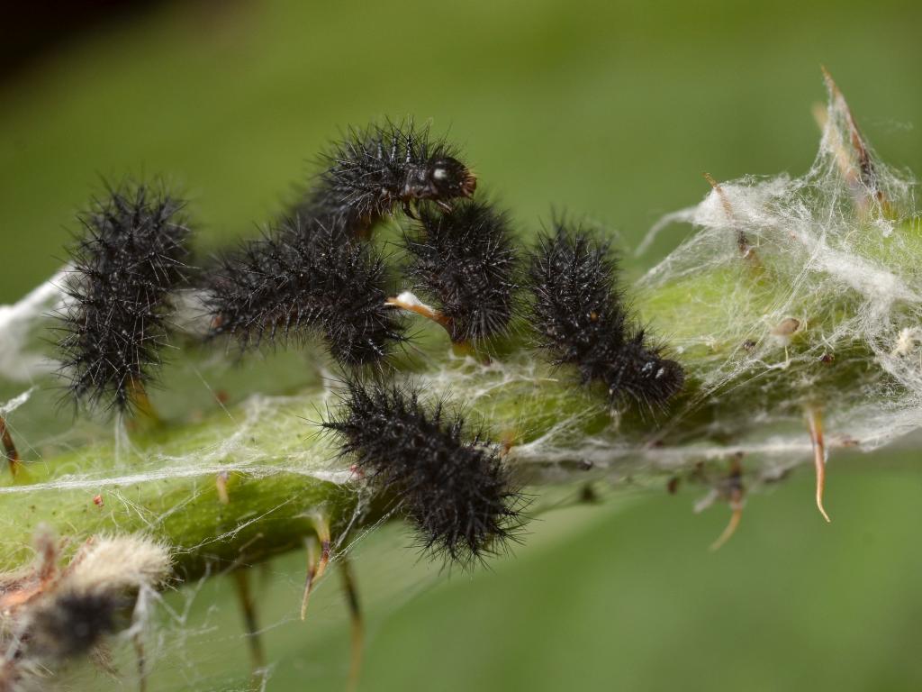 Marsh Fritillary (young caterpillars) - Gilles San Martin