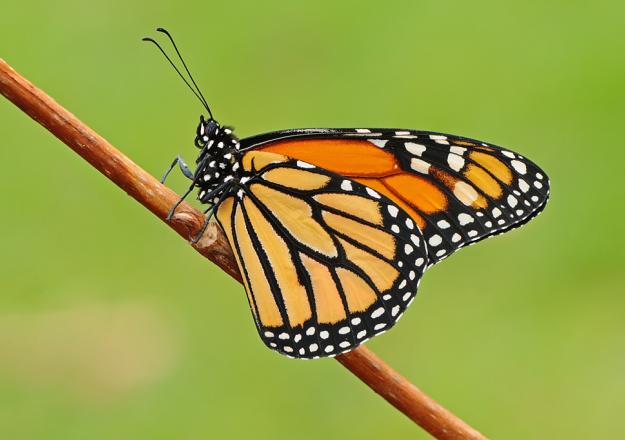Monarch (male/underwing) - Pete Withers