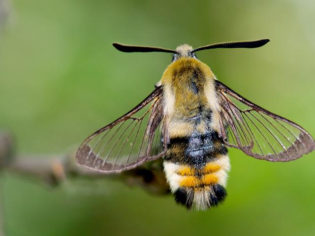 Narrow-bordered Bee Hawk-moth - Adam Gor