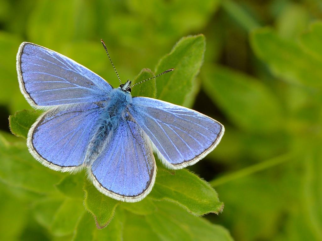 Common Blue (male/upperwing) - Peter Withers