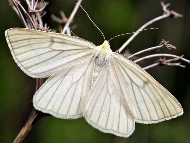 Black-veined Moth (upperwing) - Tamás Nestor