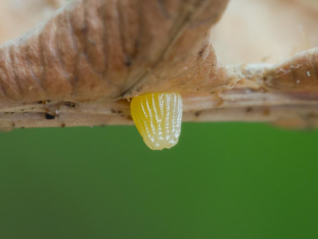 Pearl-bordered Fritillary (egg) by Peter Eeles