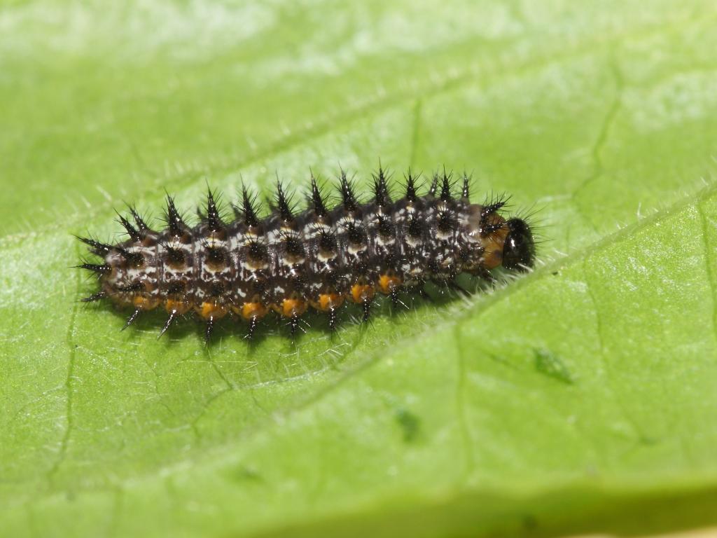 Dark Green Fritillary (caterpillar) - Dean Morley