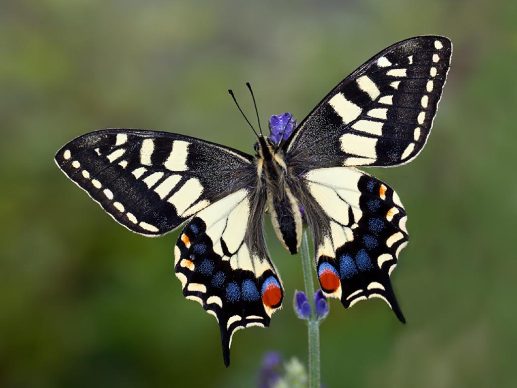 Swallowtail (upperwing) - Matt Berry