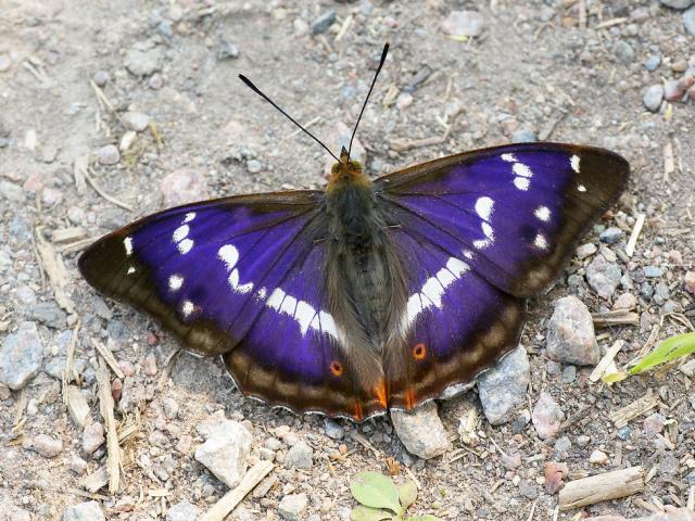Purple Emperor (male/upperwing) - Iain Leach