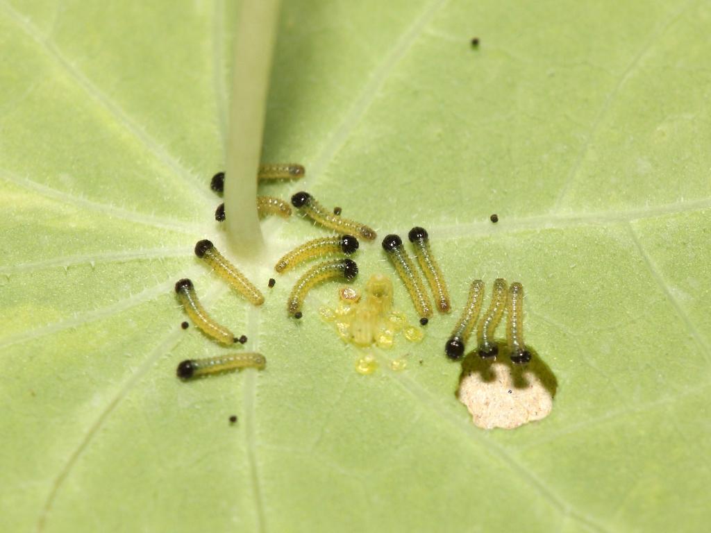 Large White (young caterpillars) by Dean Morley