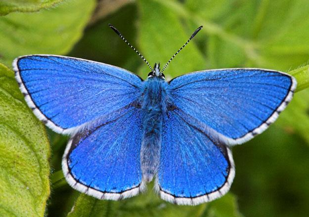 Adonis Blue (male/upperwing) by Peter Eeles