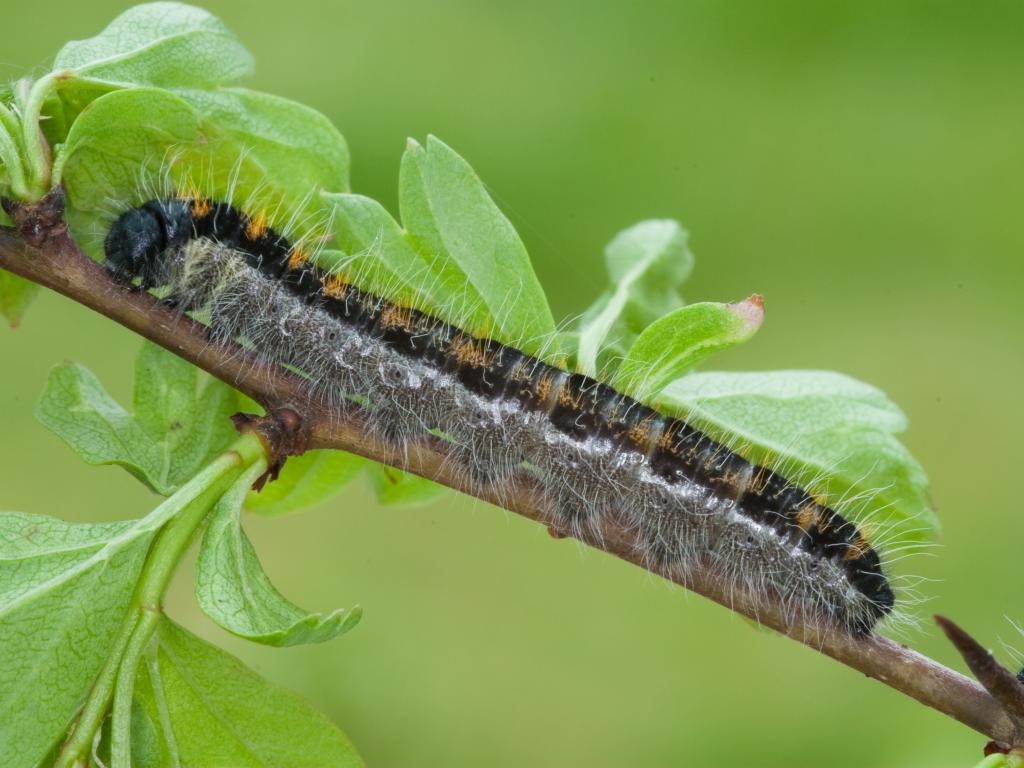 Black-veined White (caterpillar) - Peter Eeles