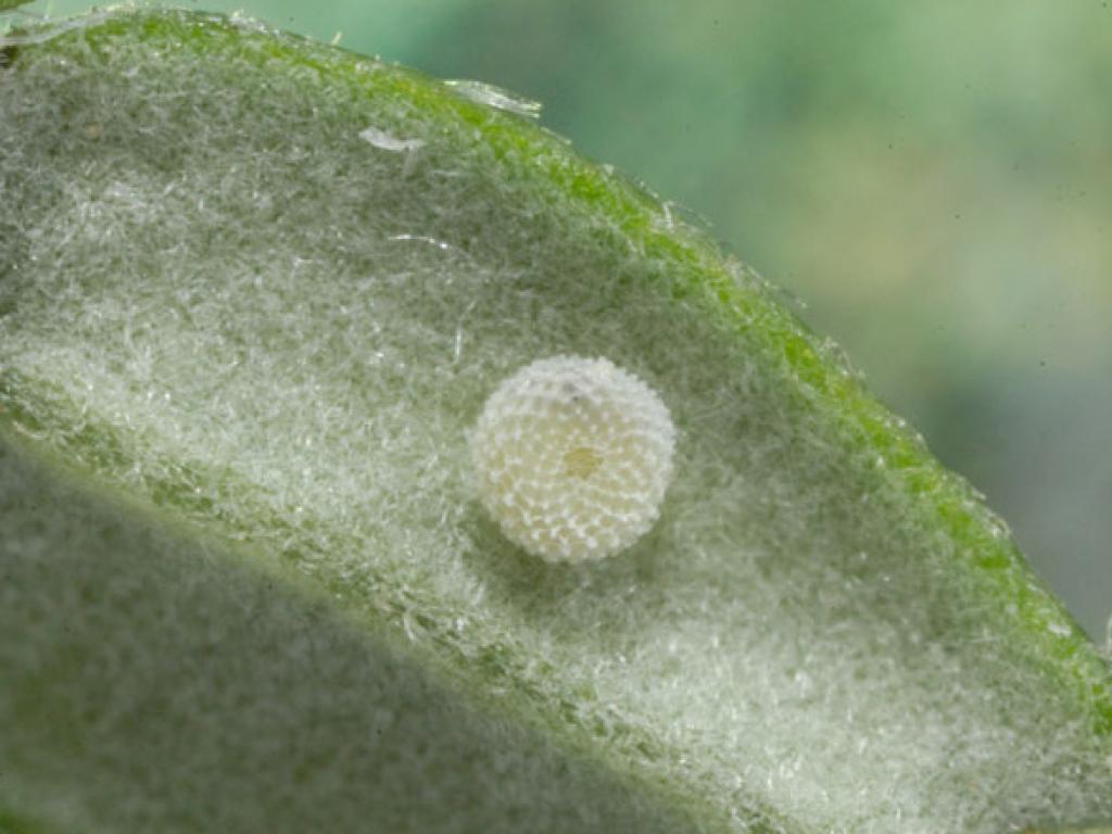 Brown Argus (egg) by Jim Asher